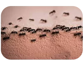 Ant-trail-pest-control