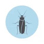 cockroach pest control service