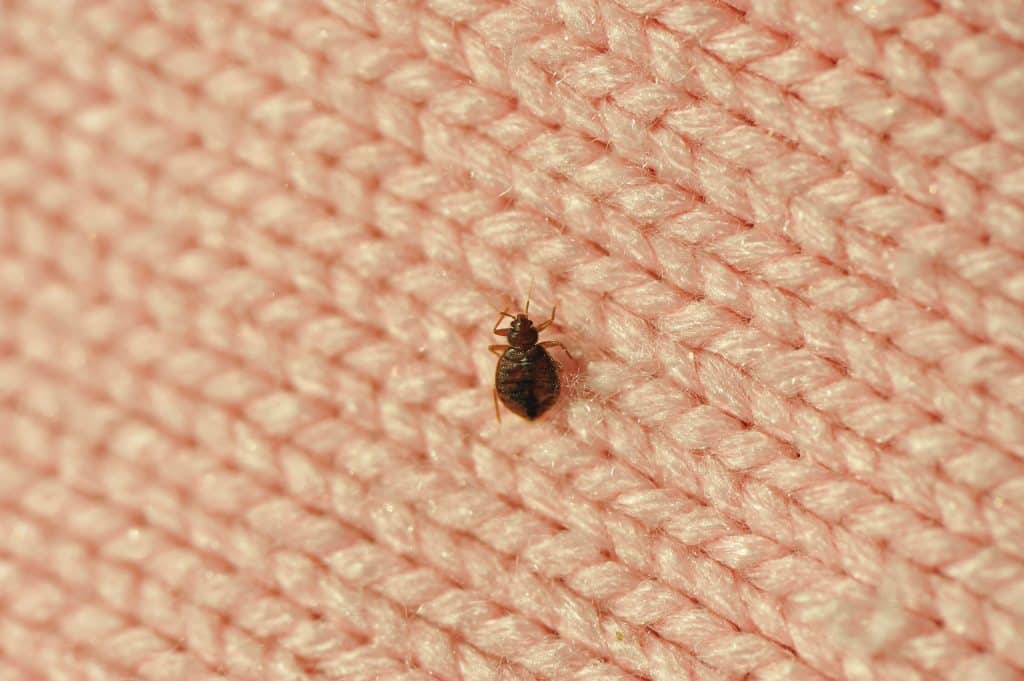 Bed Bug control