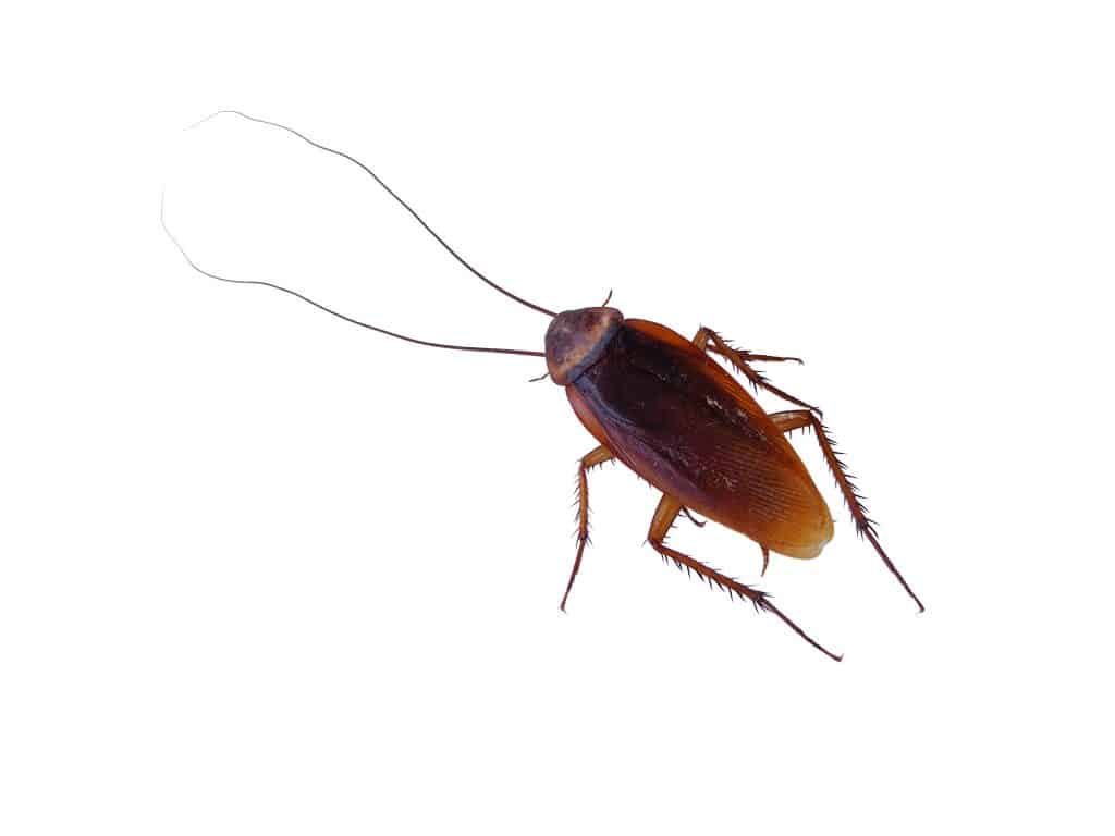 cockroach in sydney