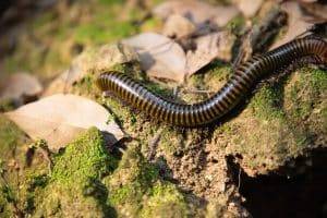 millipede control