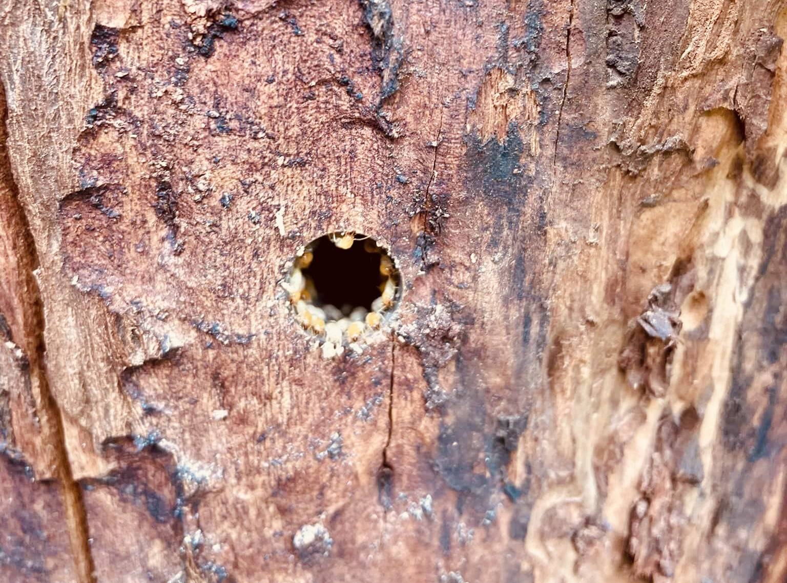 termite in tree