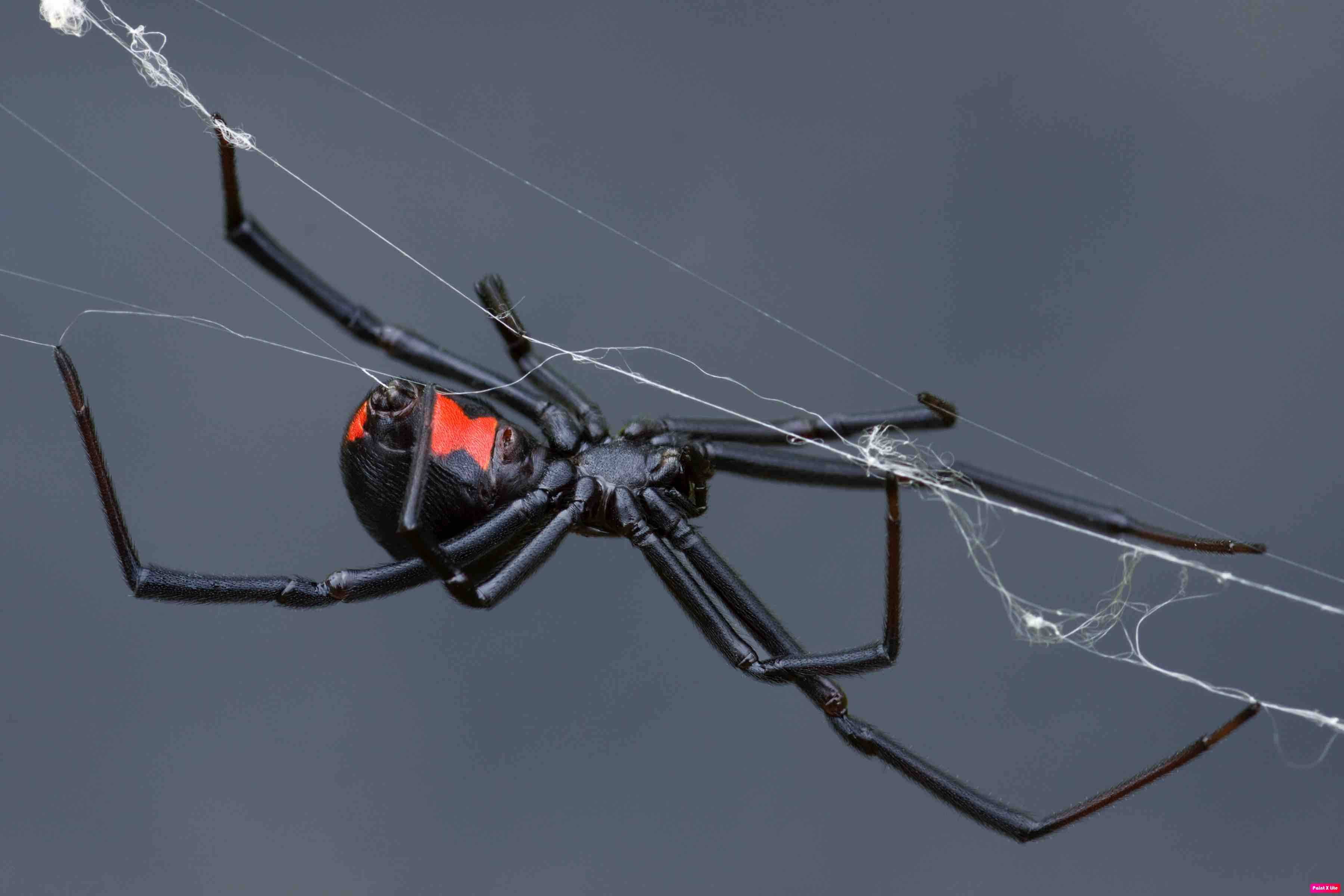 Spider pest control sydney