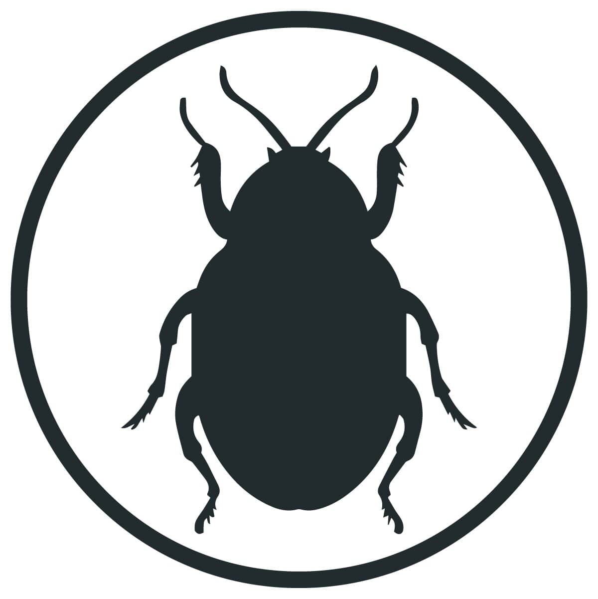 carpet beetles pest control service in sydney for homes and businesses