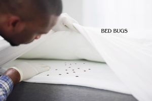 Bed Bugs