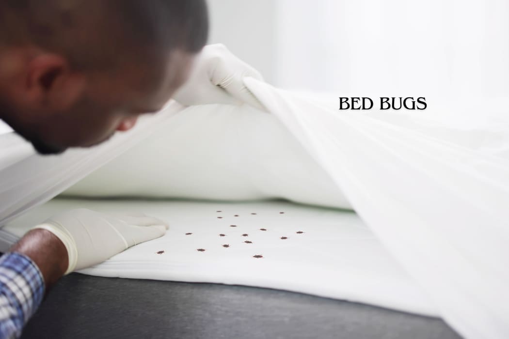 Bed Bugs