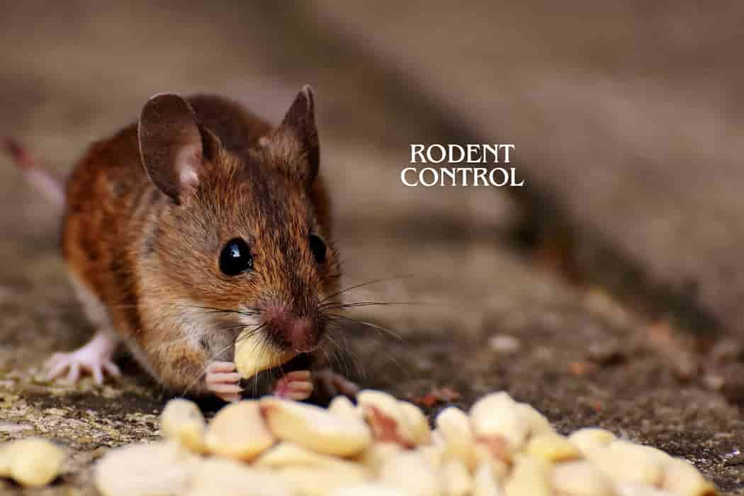 Rodent Control (1) (1)