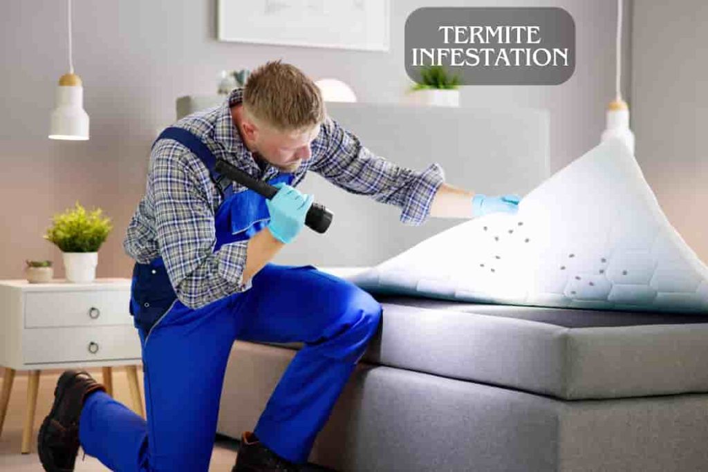 Termite Infestation (1)