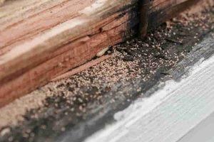 Termite Damage (1)